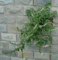 薄荷--花、葉，攝于上海中醫(yī)藥大學(xué)百草園