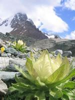 天山、雪蓮花渾然天成