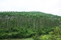 桉樹圖片(2)