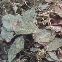 金線蓮，金線蓮干，野生金線蓮