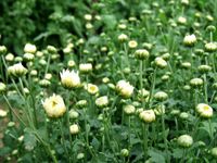 杭白菊3