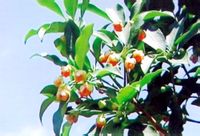 花期中的八角茴香樹(shù)