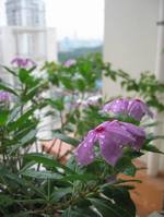 長(zhǎng)春花