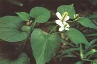魚(yú)腥草-原植物