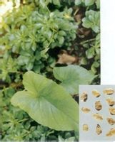 獨(dú)角蓮-原植物(圖2)