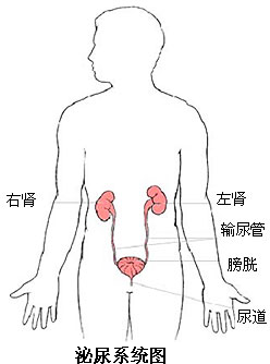 泌尿系統(tǒng)的組成