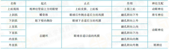 功能和神經支配 