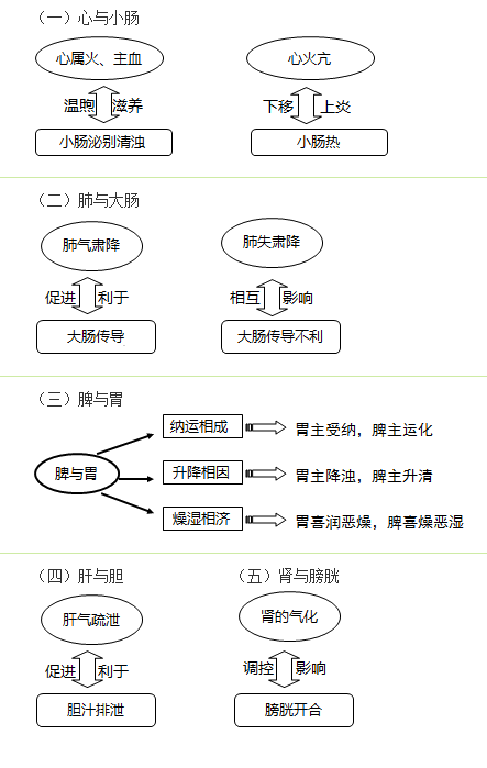 六腑與五臟之間的關(guān)系是什么？中西醫(yī)結(jié)合執(zhí)業(yè)助理醫(yī)師考試考點(diǎn)！
