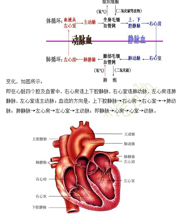 2019年臨床助理醫(yī)師心血管系統(tǒng)16個(gè)高頻考點(diǎn)速記！