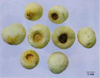 記住這些相似中藥的鑒定技巧，10月26日執(zhí)業(yè)藥師考場不丟分！