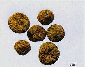 記住這些相似中藥的鑒定技巧，10月26日執(zhí)業(yè)藥師考場不丟分！