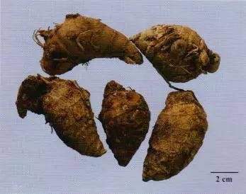 記住這些相似中藥的鑒定技巧，10月26日執(zhí)業(yè)藥師考場不丟分！