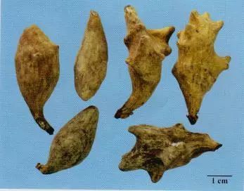 記住這些相似中藥的鑒定技巧，10月26日執(zhí)業(yè)藥師考場不丟分！