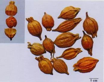 記住這些相似中藥的鑒定技巧，10月26日執(zhí)業(yè)藥師考場不丟分！