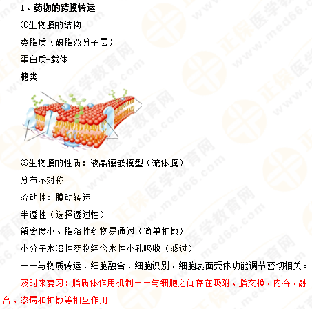2019年執(zhí)業(yè)藥師《藥一》的藥劑學(xué)，15分鐘經(jīng)典回顧！