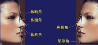 面部局部解剖