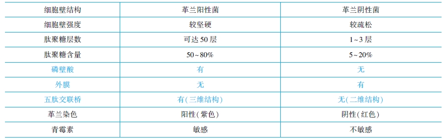 革蘭氏陽(yáng)性菌與陰性菌結(jié)構(gòu)特點(diǎn)