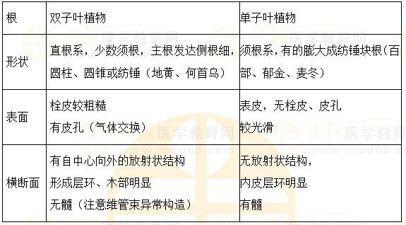 根及根莖類植物概述-2023執(zhí)業(yè)藥師《中藥一》重要知識點打卡