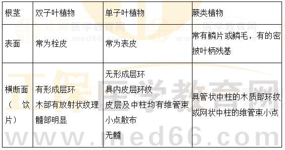 根及根莖類植物概述-2023執(zhí)業(yè)藥師《中藥一》重要知識點打卡